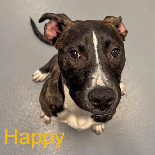 Happy, an adoptable Labrador Retriever in Hilton Head, SC