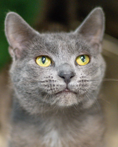 Viscount