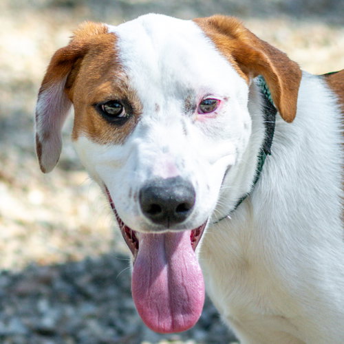 Ravi, an adoptable Hound in Hilton Head, SC