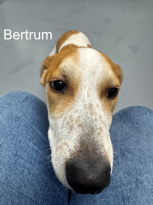 Bertrum, an adoptable Hound in Hilton Head, SC