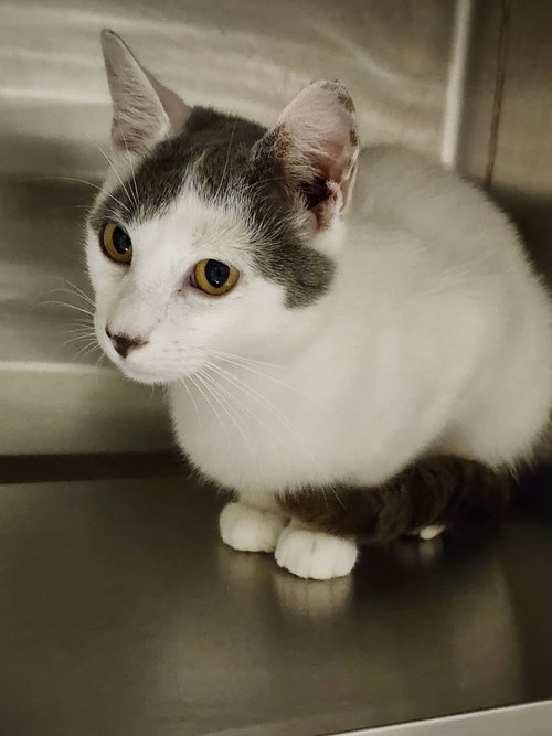 Jersey, an adoptable Domestic Short Hair in Hilton Head, SC