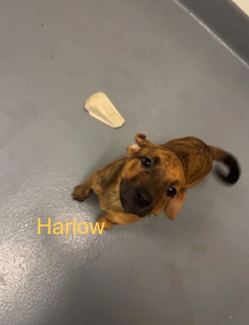 Harlow, an adoptable Labrador Retriever in Hilton Head, SC