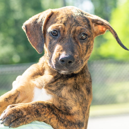 Astaire, an adoptable Labrador Retriever in Hilton Head, SC
