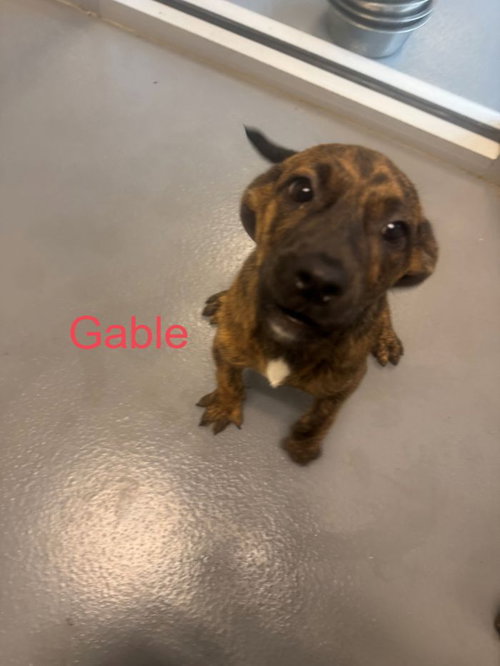 Gable, an adoptable Labrador Retriever in Hilton Head, SC