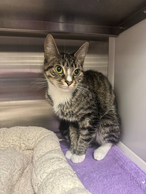 Mila, an adoptable Domestic Short Hair in Hilton Head, SC