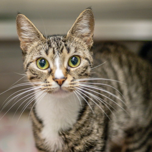 Mila, Baby Domestic Short Hair (short coat), cat for adoption in Savannah, Georgia
