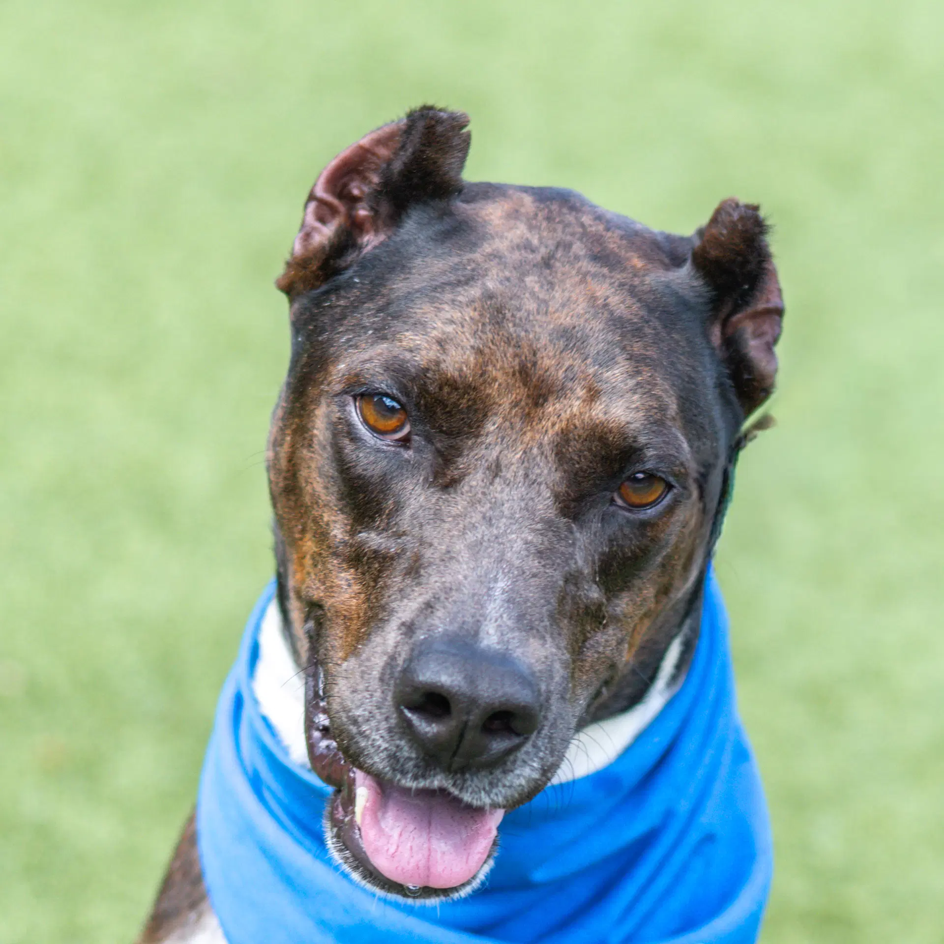 Erin - Doberman mix