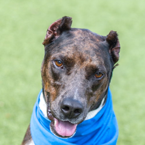 Erin, an adoptable Doberman Pinscher in Hilton Head, SC