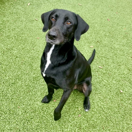 Seattle, an adoptable Labrador Retriever in Hilton Head, SC