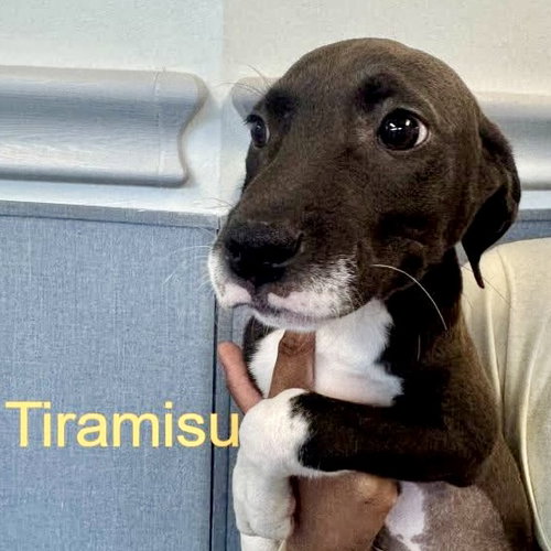 Tiramisu, an adoptable Terrier in Hilton Head, SC