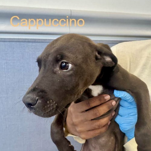Cappuccino, an adoptable Terrier in Hilton Head, SC