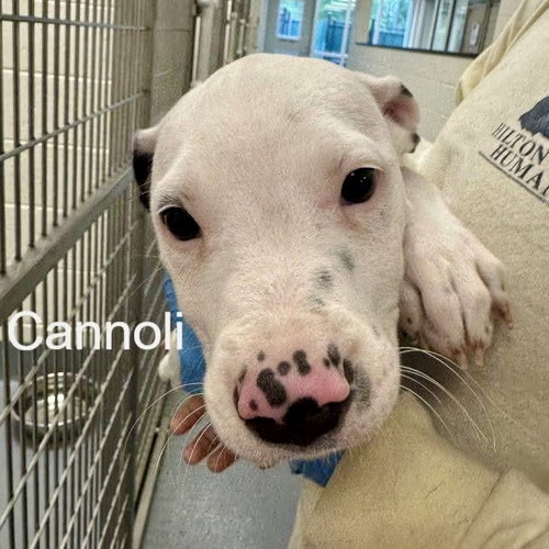 Cannoli, an adoptable Terrier in Hilton Head, SC