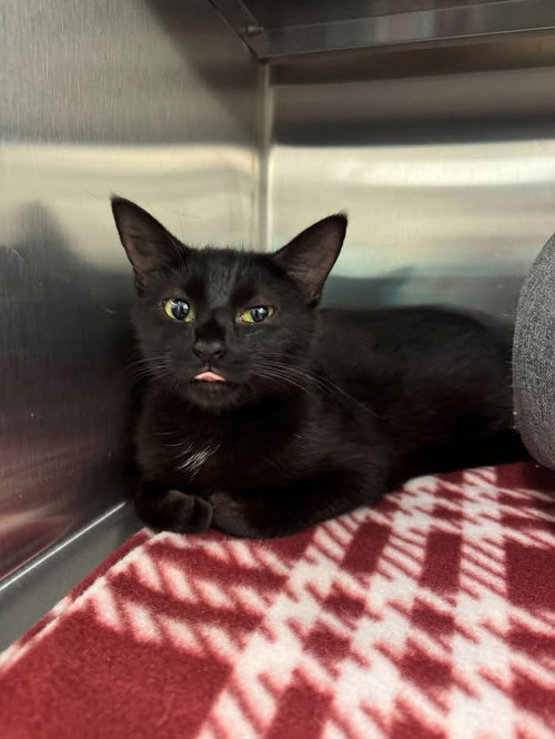 Sheila, an adoptable Domestic Short Hair in Hilton Head, SC