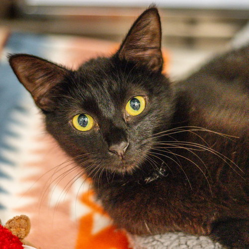 Sheila, Baby Domestic Short Hair (short coat), cat for adoption in Savannah, Georgia