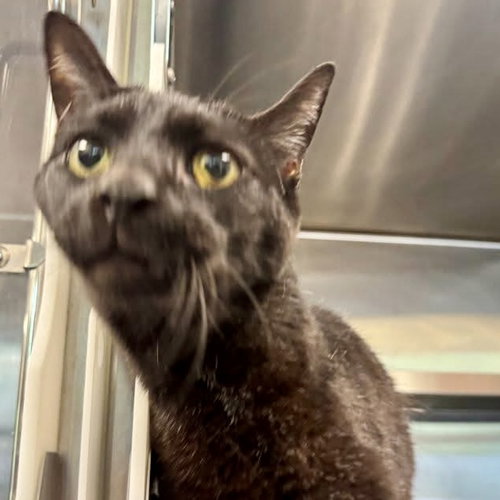 Mica, an adoptable Domestic Short Hair in Hilton Head, SC