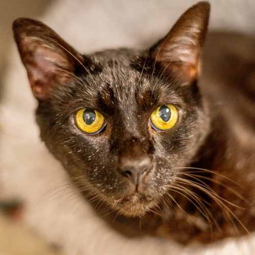 Mica, Adult Domestic Short Hair (short coat), cat for adoption in Savannah, Georgia