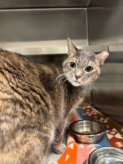 Maudie, an adoptable Dilute Tortoiseshell in Hilton Head, SC