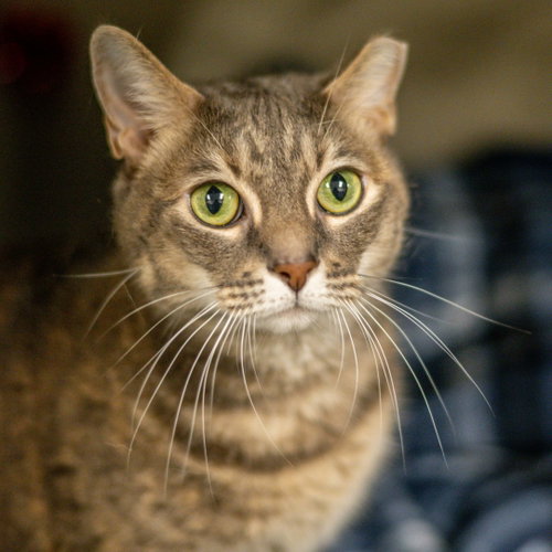 Maudie, an adoptable Dilute Tortoiseshell in Hilton Head, SC