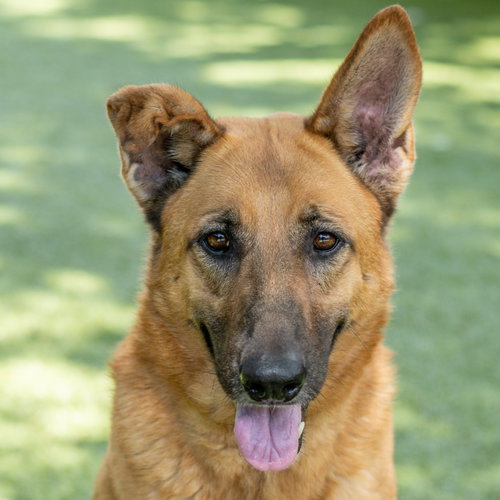 Hope, an adoptable German Shepherd Dog in Hilton Head, SC