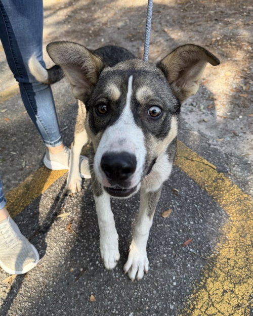 Snickers, an adoptable Husky in Hilton Head, SC