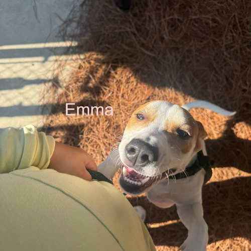 Emma, an adoptable Hound in Hilton Head, SC