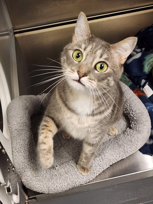 Bobbi, an adoptable Domestic Short Hair in Hilton Head, SC