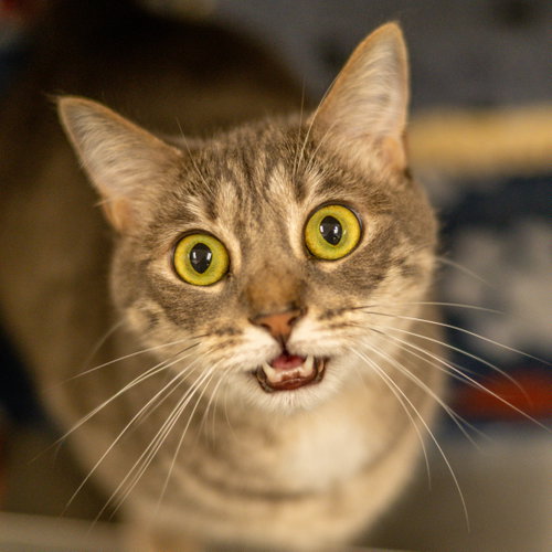 Bobbi, an adoptable Domestic Short Hair in Hilton Head, SC