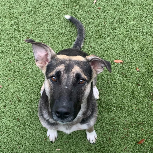 Lori, an adoptable German Shepherd Dog in Hilton Head, SC