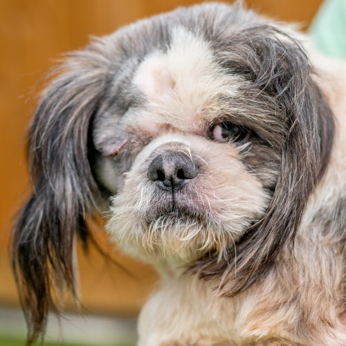 Odie, an adoptable Shih Tzu in Hilton Head, SC