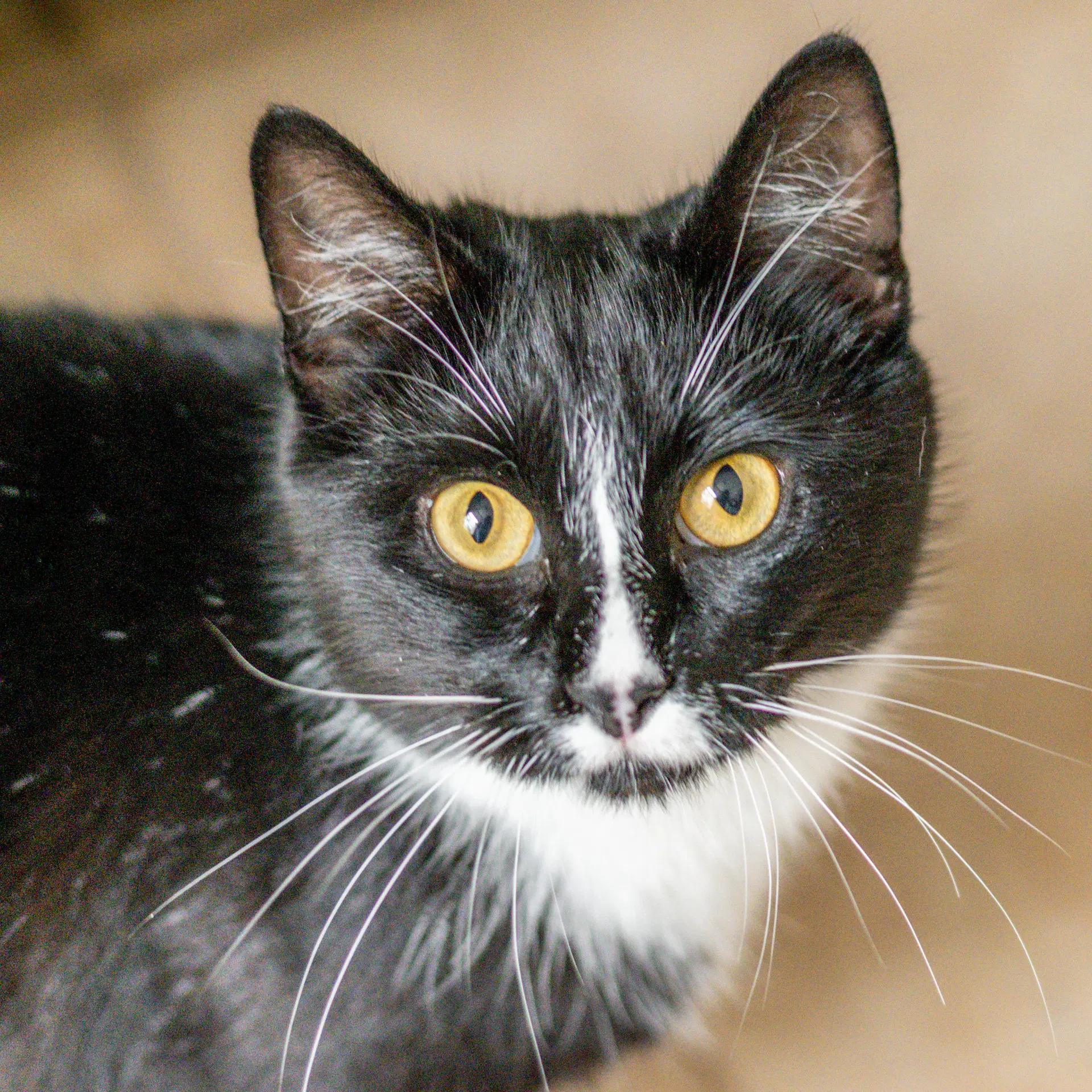 Mau Mau - Domestic Short Hair