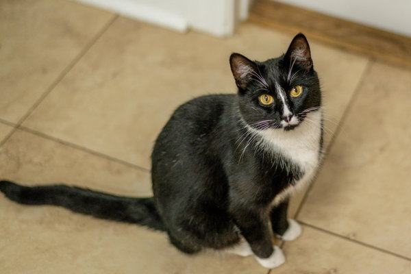 Mau Mau