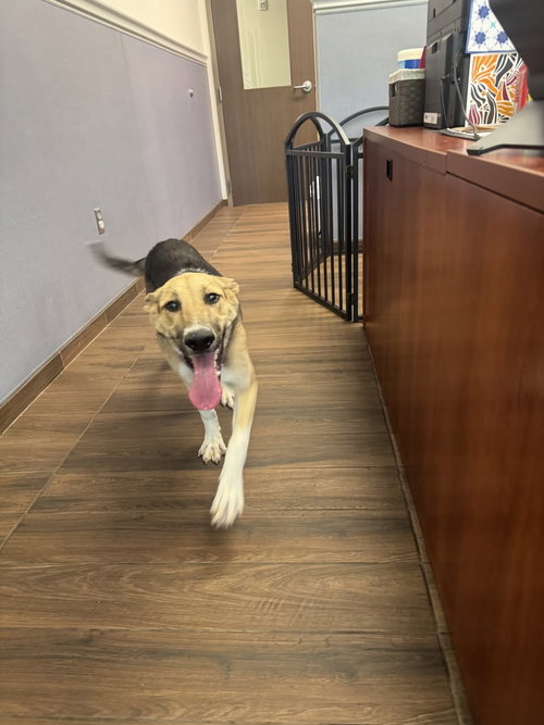 Birthday Cake, an adoptable German Shepherd Dog in Hilton Head, SC