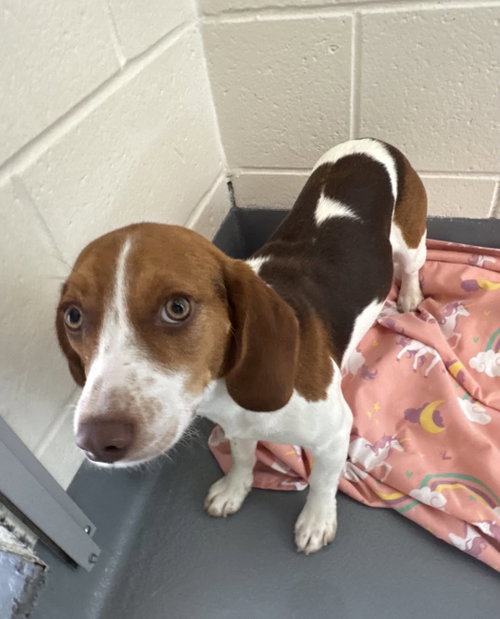 Rosie, an adoptable Beagle in Hilton Head, SC