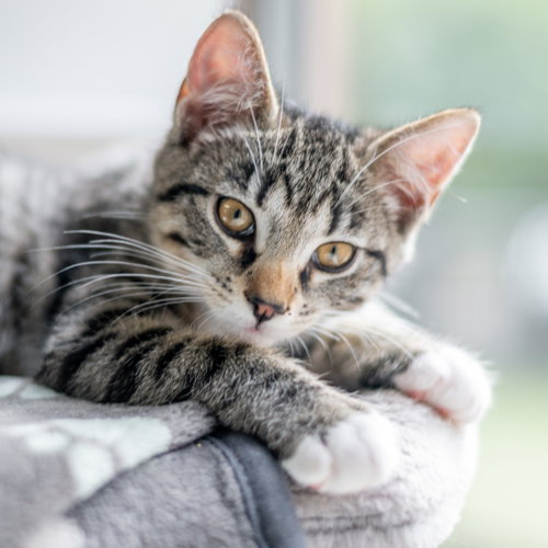 JC, Baby Domestic Short Hair (short coat), cat for adoption in Savannah, Georgia