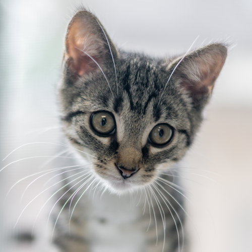 Chris, Baby Domestic Short Hair (short coat), cat for adoption in Savannah, Georgia