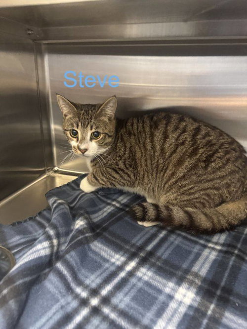 Steve