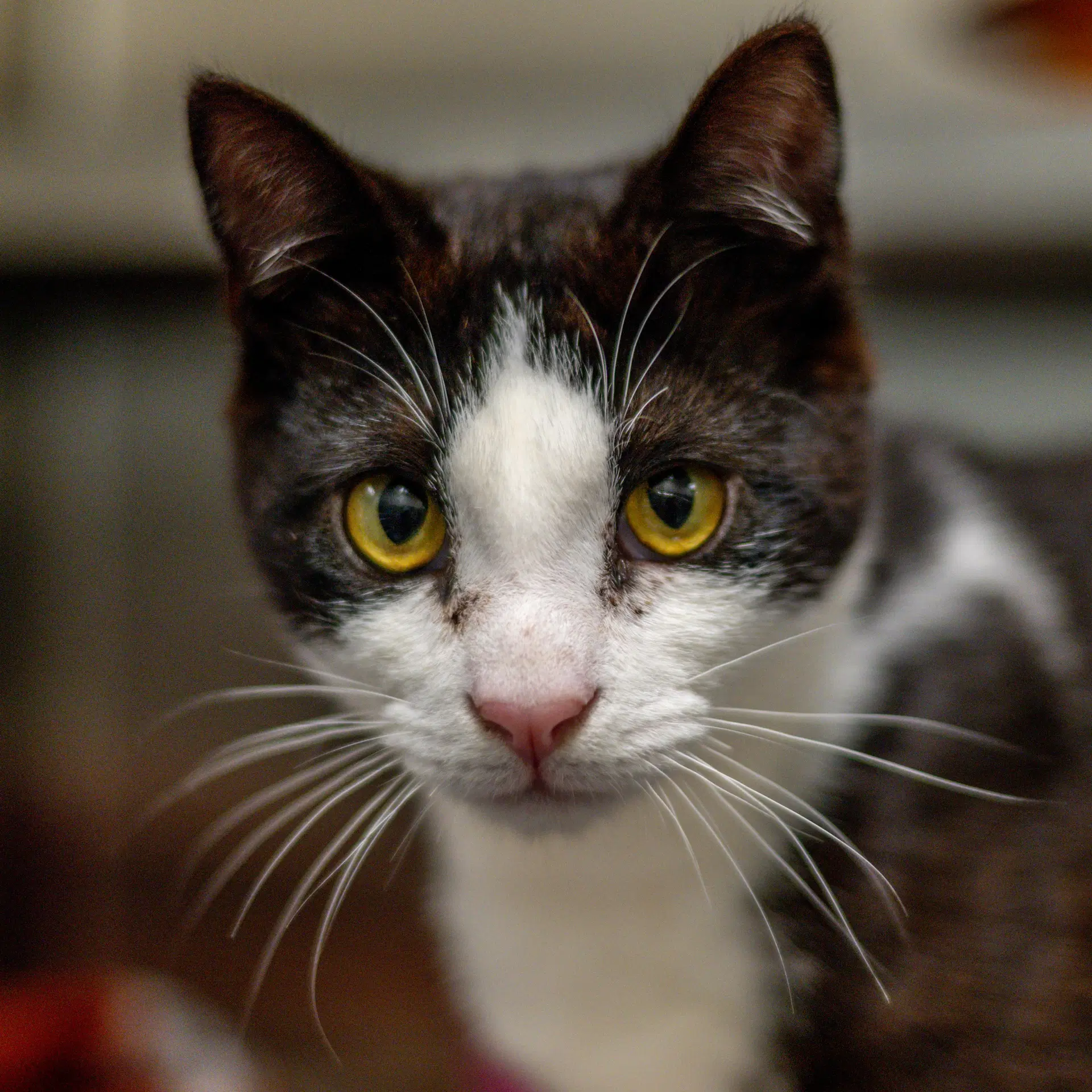 Will - Domestic Short Hair