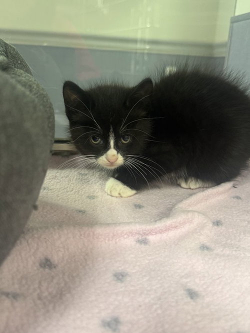 Astro, an adoptable Domestic Medium Hair in Hilton Head, SC