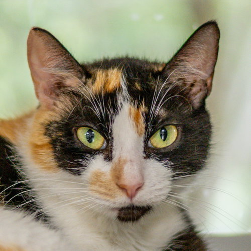 Ginger, Adult Domestic Short Hair (short coat), cat for adoption in Savannah, Georgia