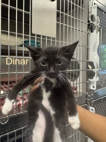 Dinar