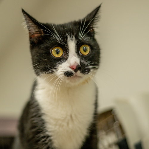 Faheem, Baby Domestic Short Hair (short coat), cat for adoption in Savannah, Georgia
