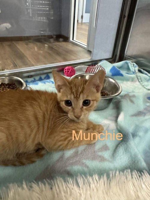 Munchie