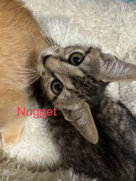 Nugget