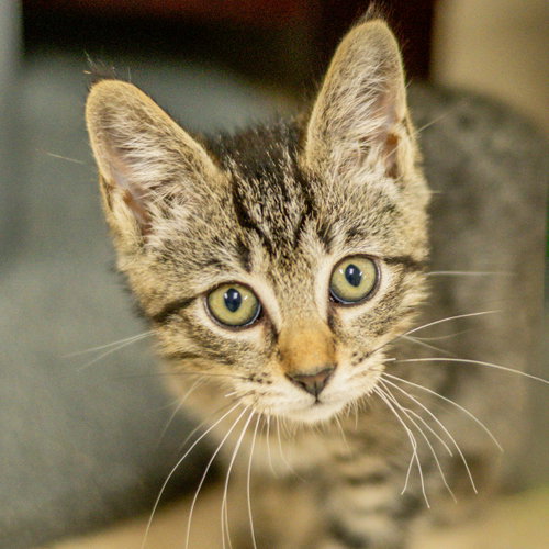 Isles, Baby Domestic Short Hair (short coat), cat for adoption in Savannah, Georgia