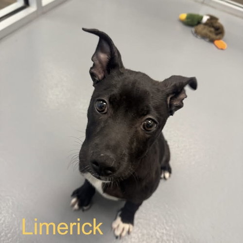 Limerick