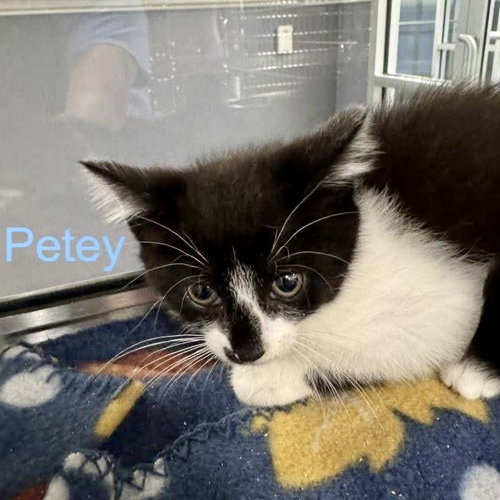 Peter