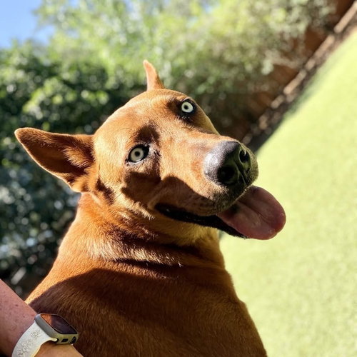 Canelo