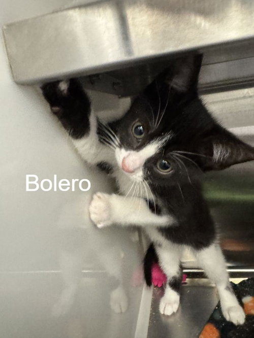 Bolero