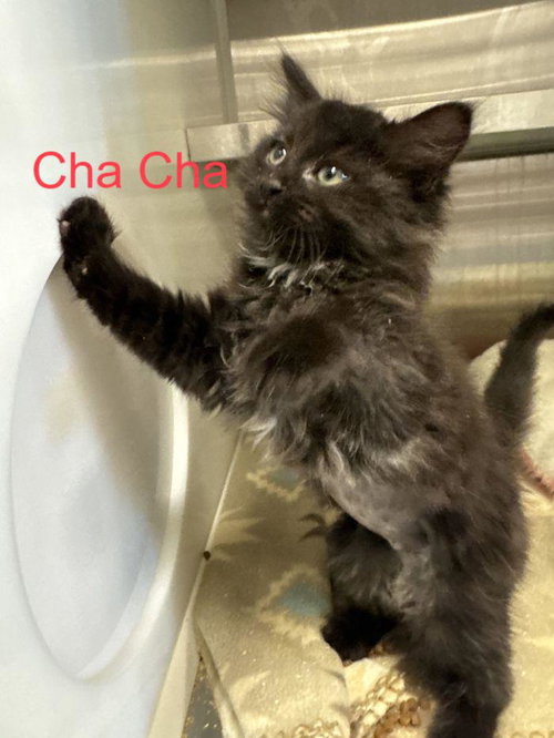 Cha Cha, Baby Domestic Medium Hair (medium coat), cat for adoption in Savannah, Georgia