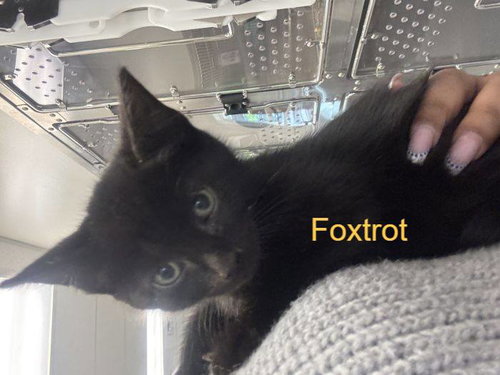 Foxtrot